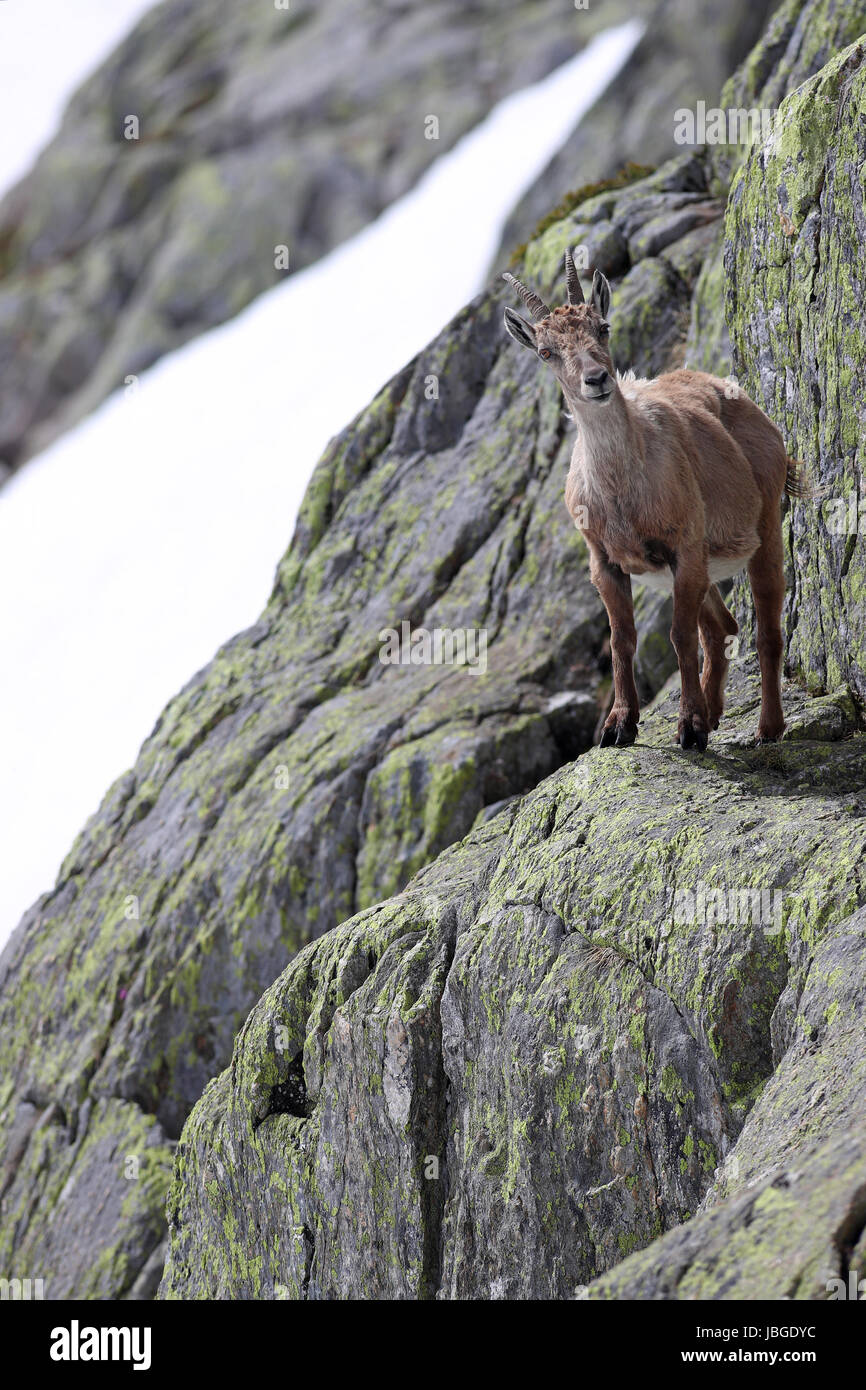 Ibex, Capra Ibex, perched on high mountain cliffs against a white snow background Stock Photo