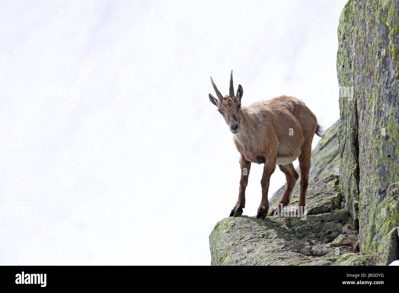 Ibex, Capra Ibex, perched on high mountain cliffs against a white snow background Stock Photo