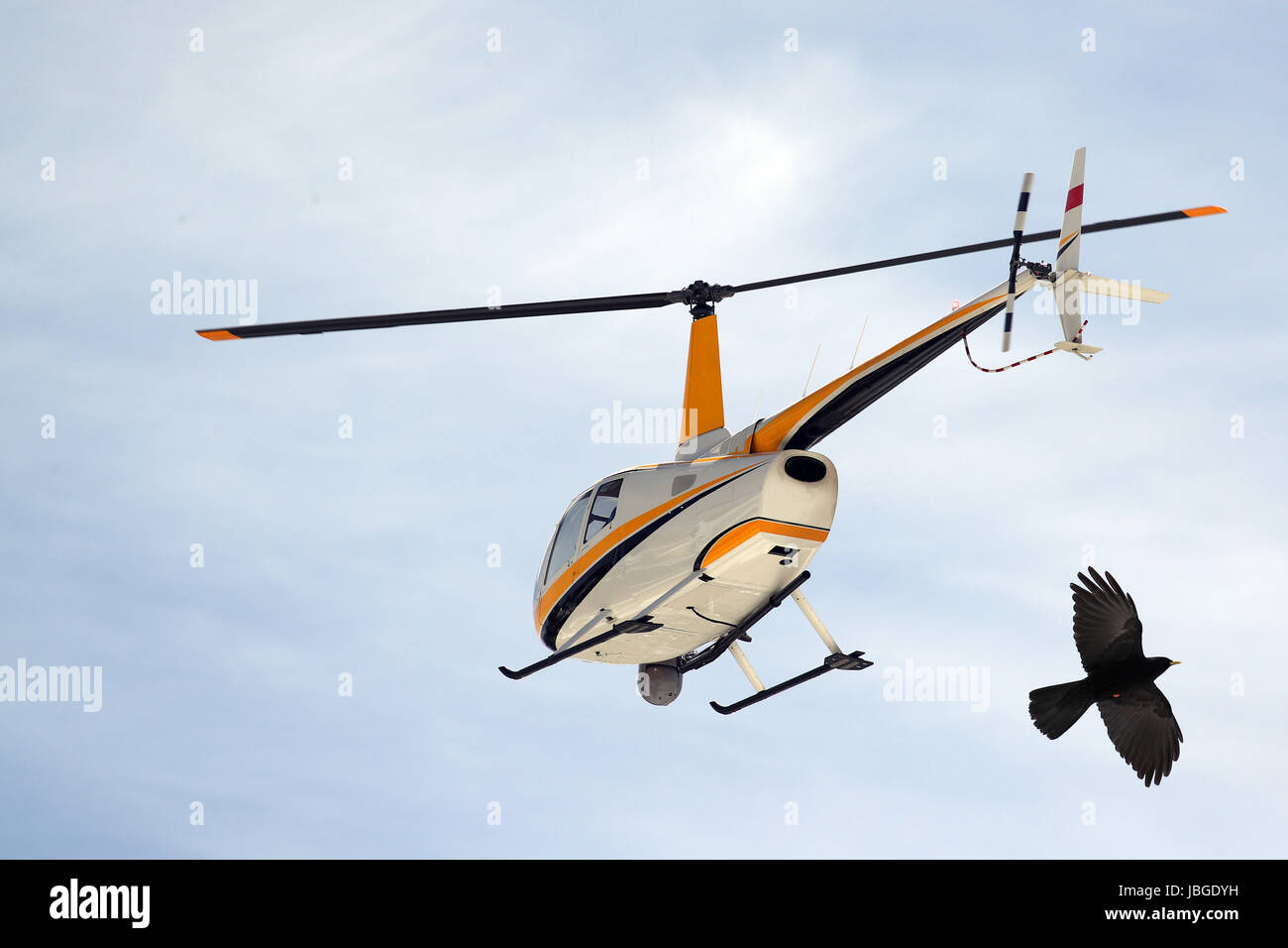 Small turbine helicopter in flight with camera and FLIR equipment in front of an alpine chough, pyrrhocorax graculus, with open wings Stock Photo