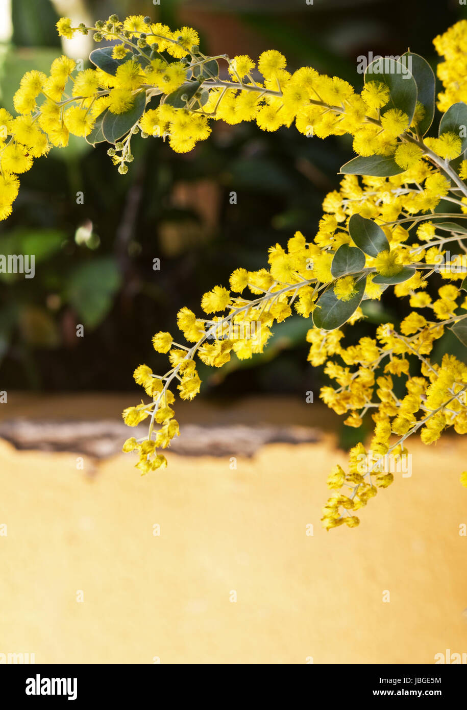 Pearl acacia flowers Stock Photo Alamy