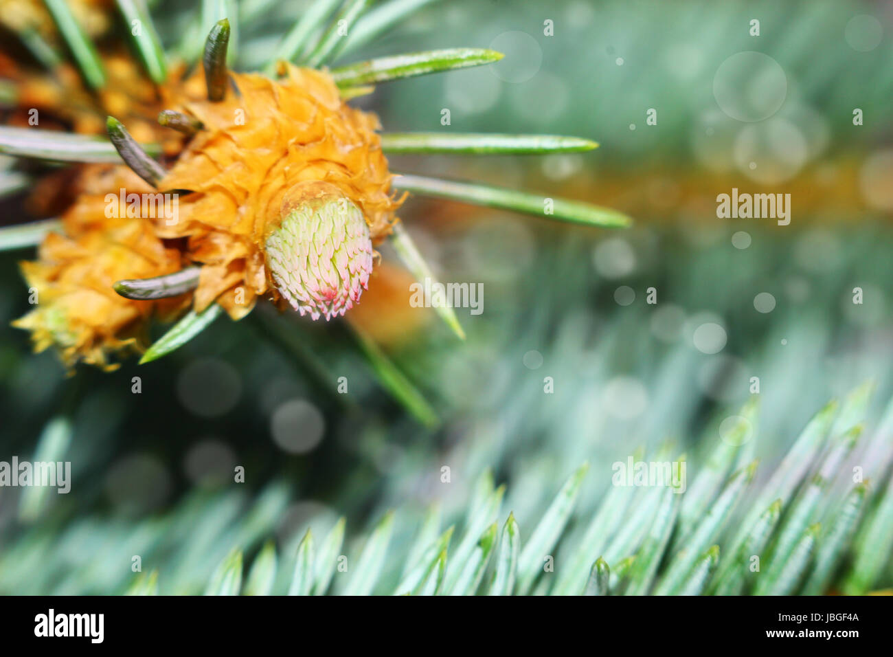 Beautiful seasonal moment - flowering of a pine tree. Stock Photo