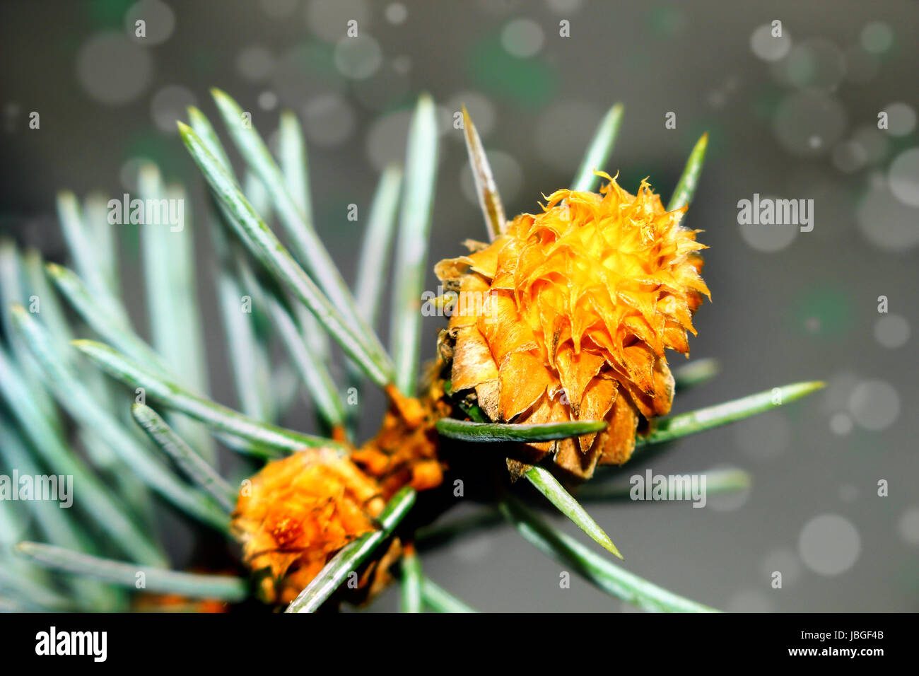 Beautiful seasonal moment - flowering of a pine tree. Stock Photo