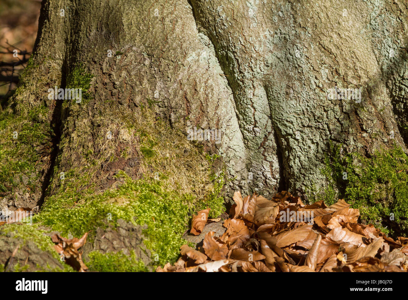 Waldboden mit Baumstamm im Frühjahr Stock Photo