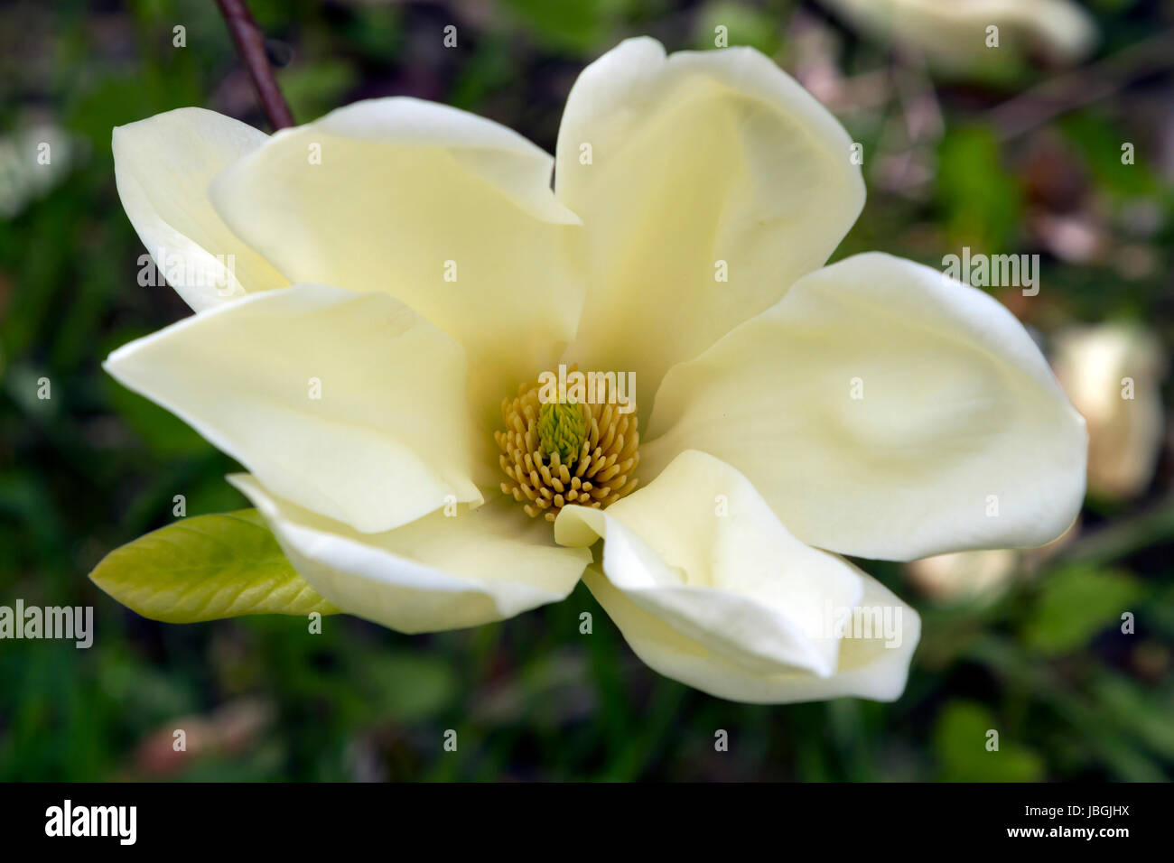 Yellow magnolia hi-res stock photography and images - Alamy