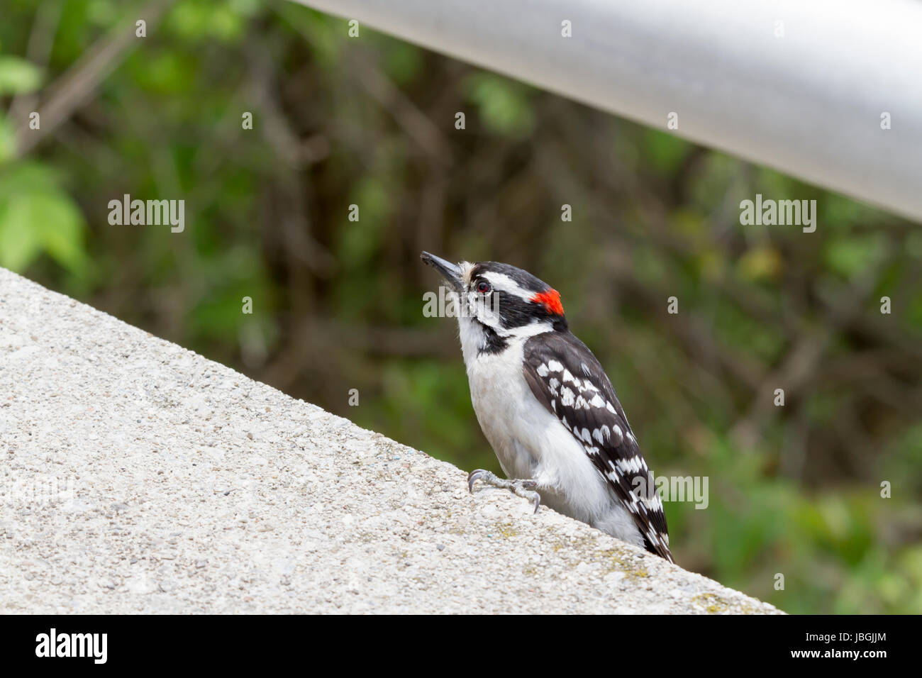 A Downy Woodpecker perched on a concrete  wall Stock Photo