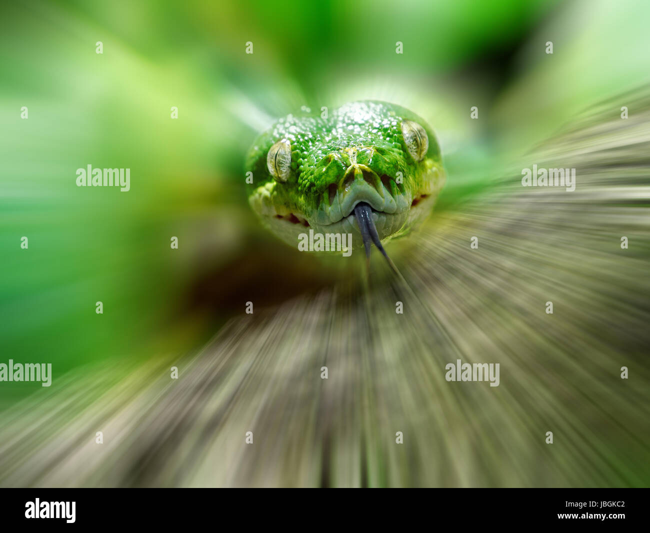 Kopf einer grünen Baumpython, Bewegungs-unscharfer Hintergrund, Stock Photo