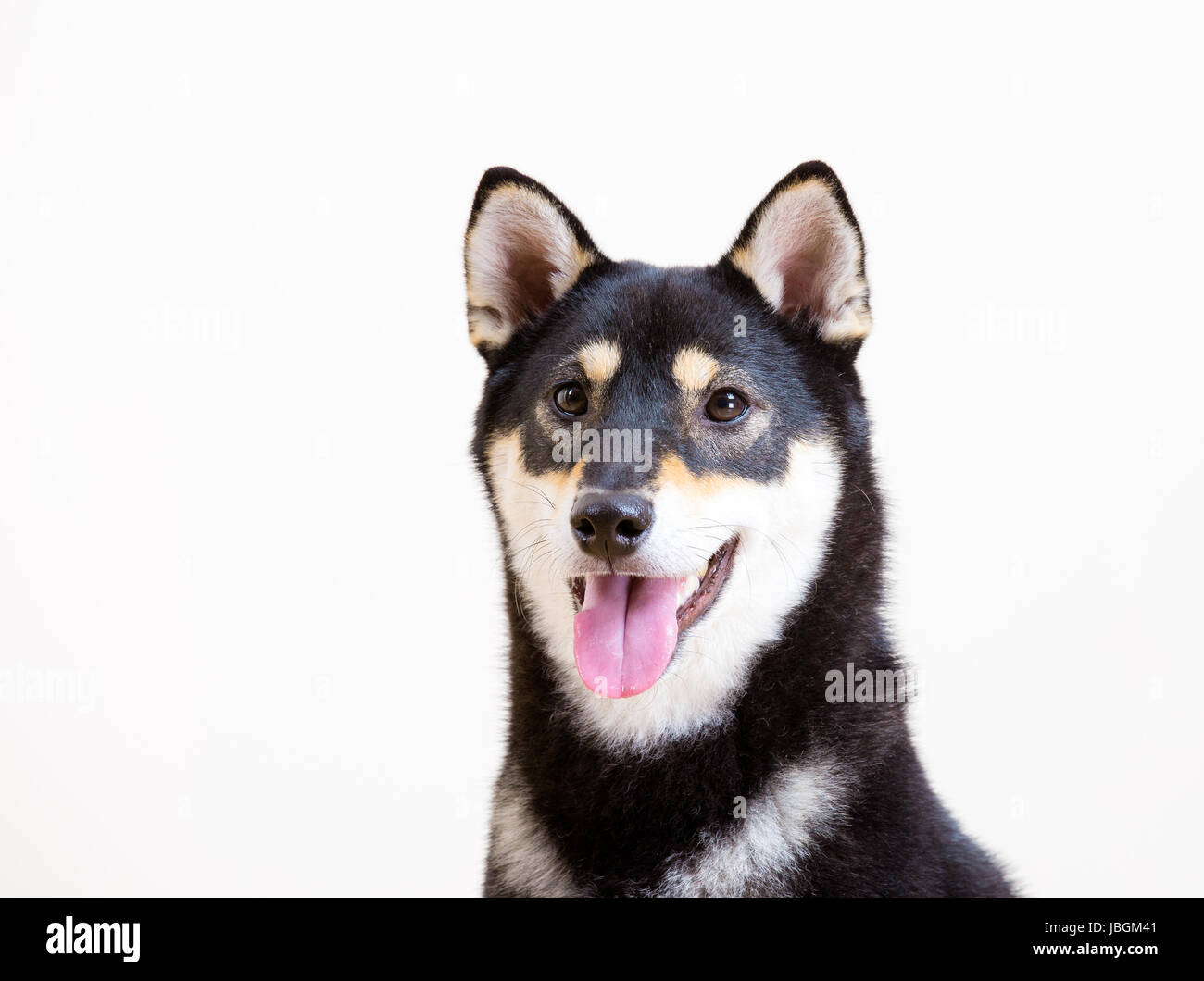 Black Shiba Inu Dog Smile Stock Photo Alamy