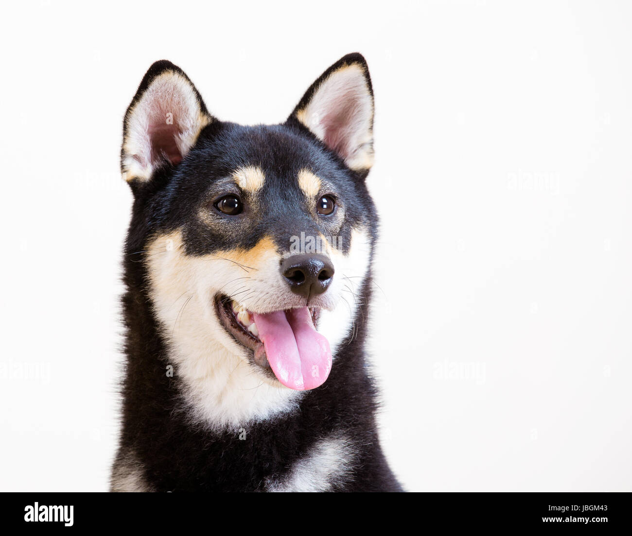 Black and tan Shiba Inu Stock Photo - Alamy