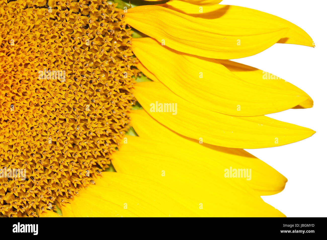 Sunflower isolated on white background Stock Photo - Alamy
