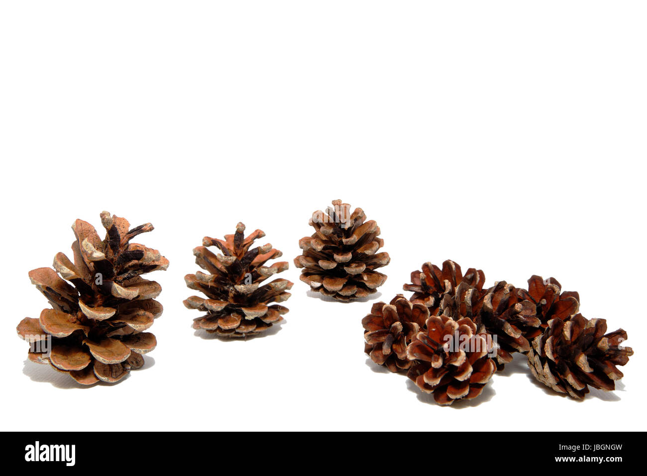 pine cones and pine cones on white Stock Photo