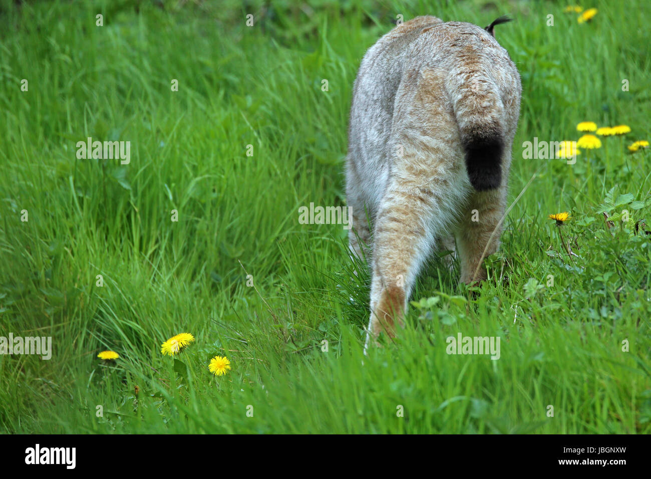 stubby tail and brush ears (lynx Stock Photo Alamy