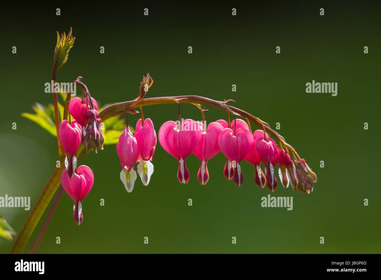 bleeding heart / bleeding heart Stock Photo - Alamy