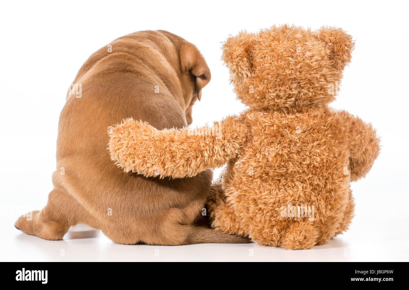 dog and teddy bear
