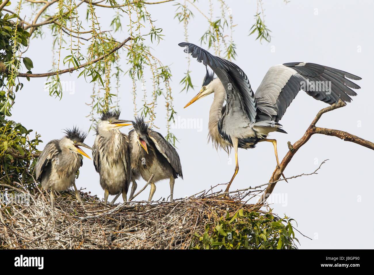 grey heron in nest Stock Photo