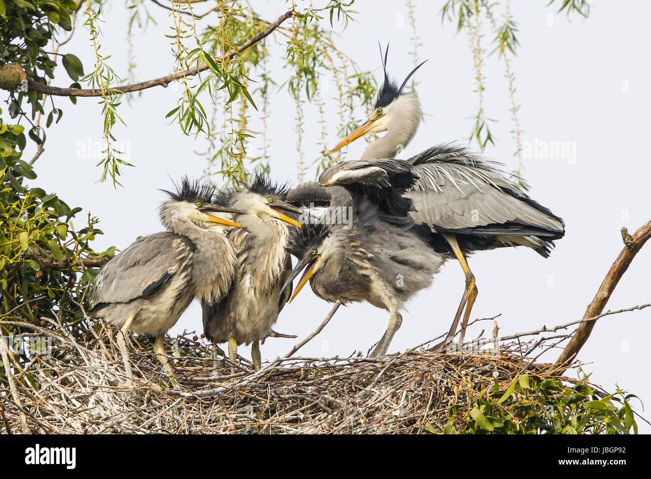 grey heron in nest Stock Photo