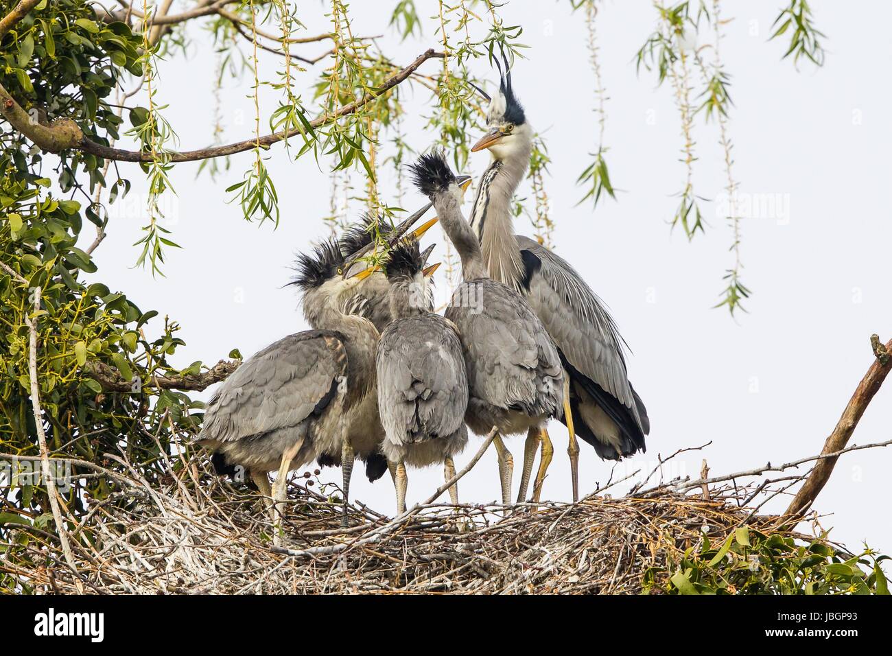 grey heron in nest Stock Photo