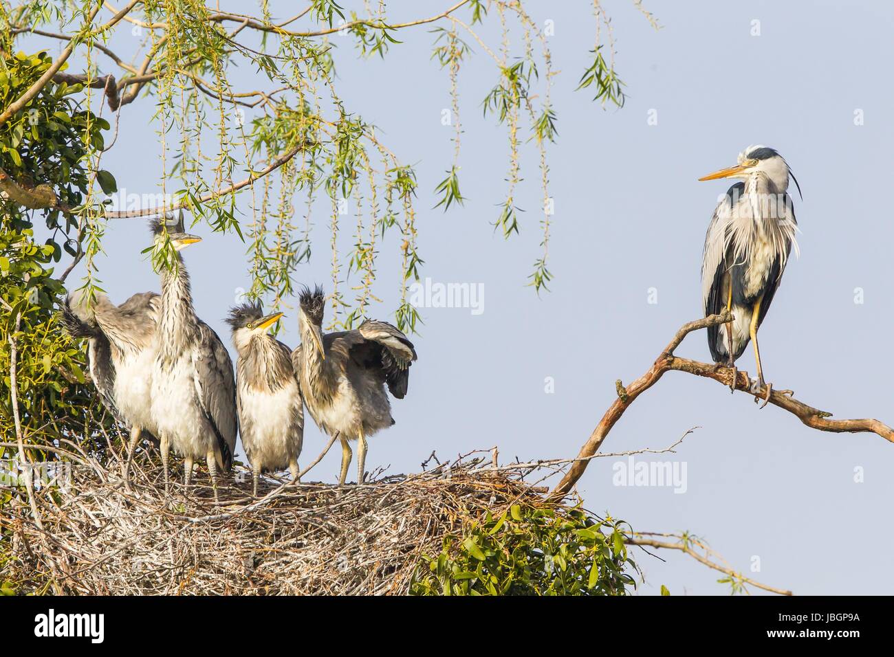 grey heron in nest Stock Photo