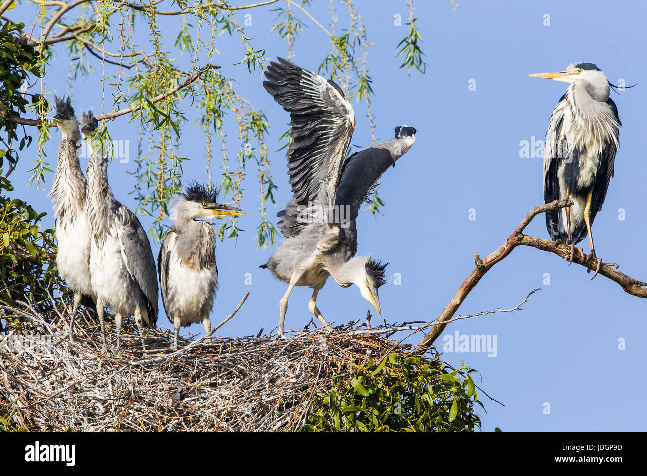 grey heron in nest Stock Photo