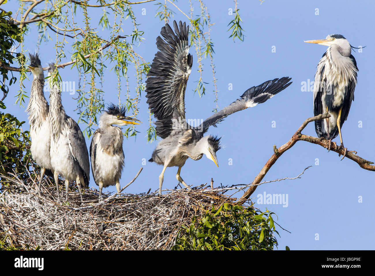 grey heron in nest Stock Photo