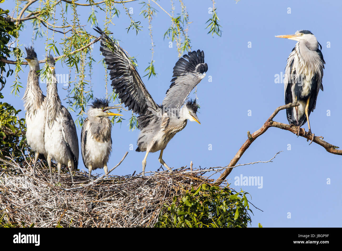 ardeidae graureiher Stock Photo