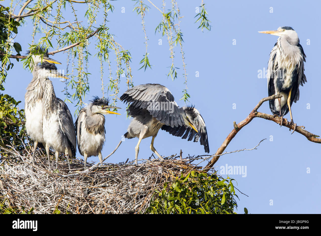 ardeidae graureiher Stock Photo