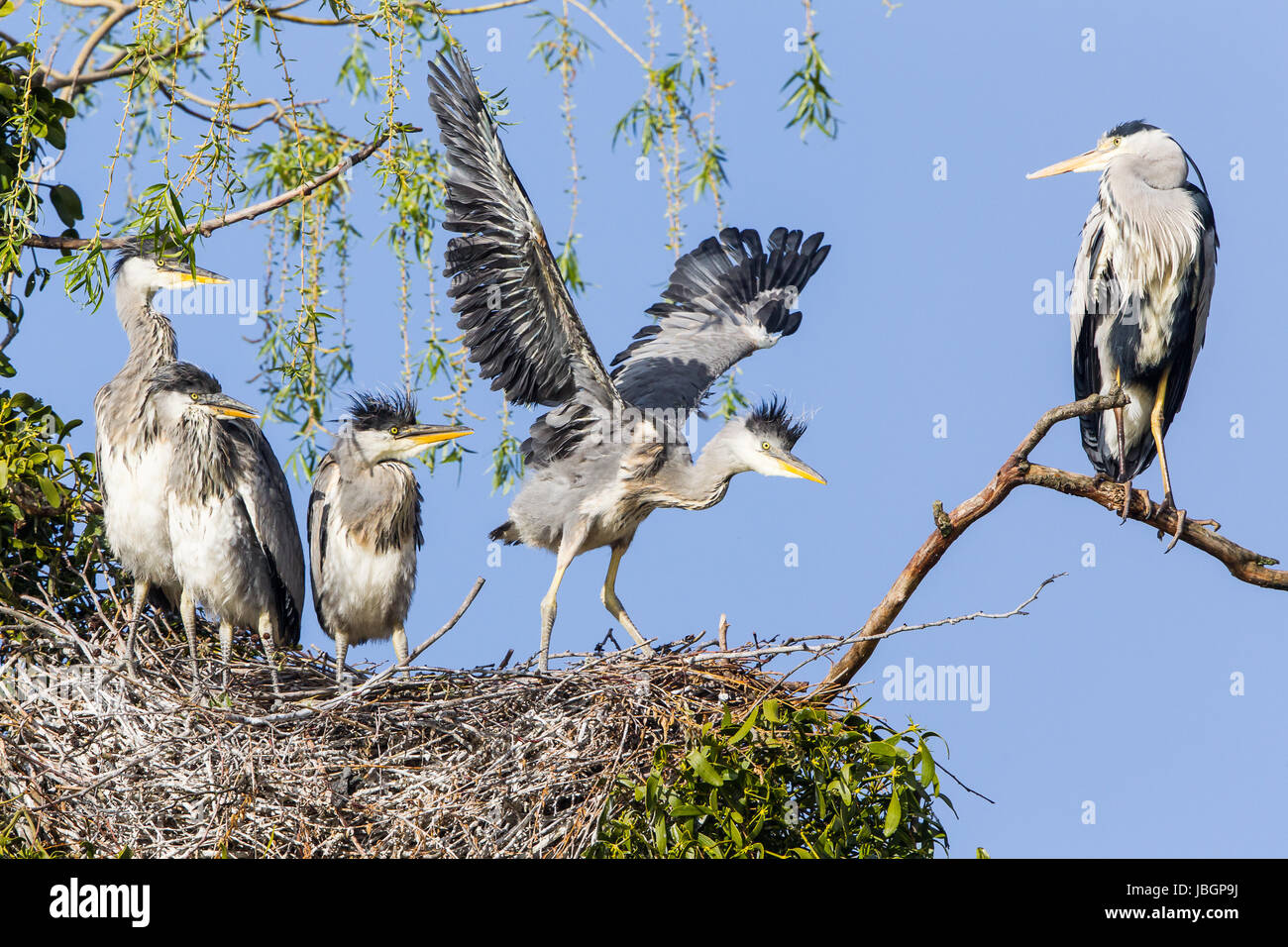 grey heron in nest Stock Photo