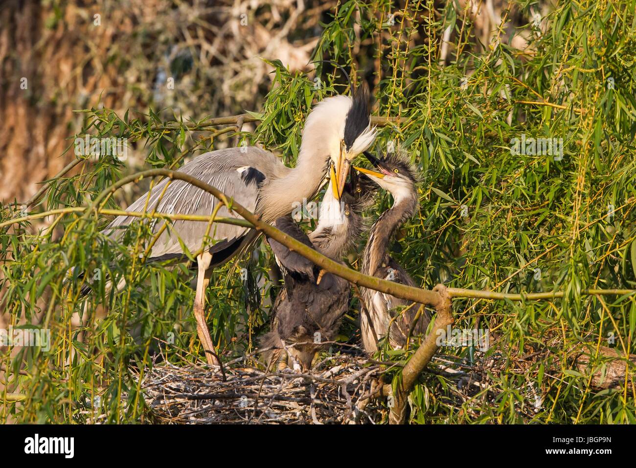 great heron in the nest Stock Photo