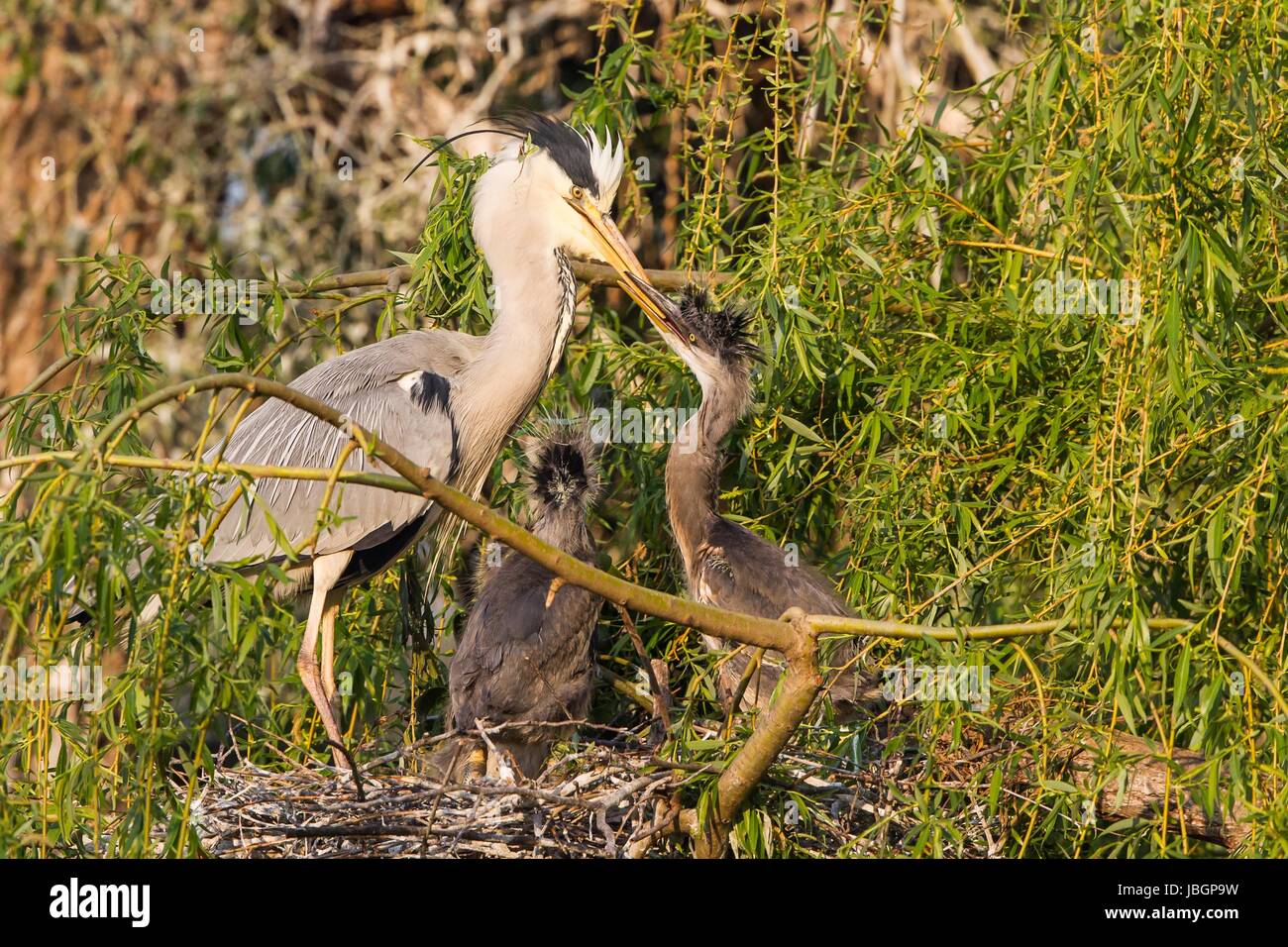 grey heron in nest Stock Photo