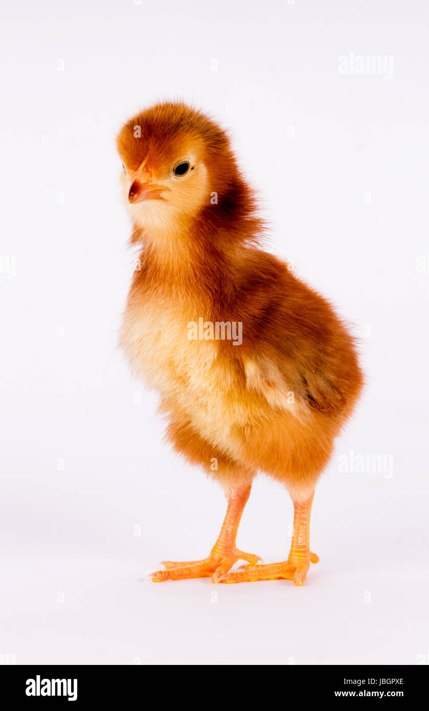 A Rhode Island Red Baby Chicken Stands Alone Just A Few Days Old Stock Photo Alamy A Rhode Island Red Baby Chicken Stands Alone Just A Few Days Old Stock Photo Alamy