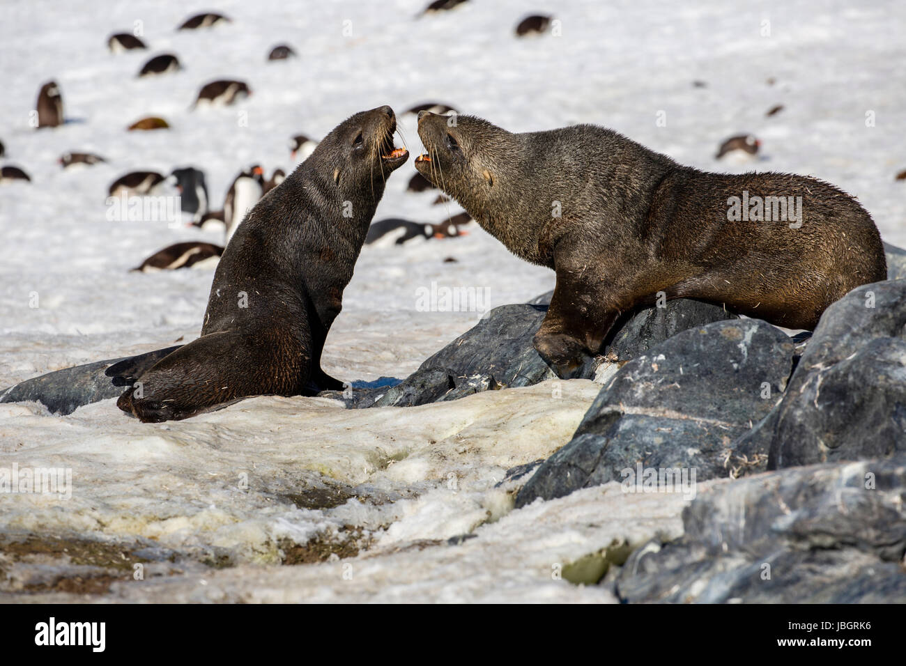Fur seals fighting on Cuverville Island, Antarctica Stock Photo
