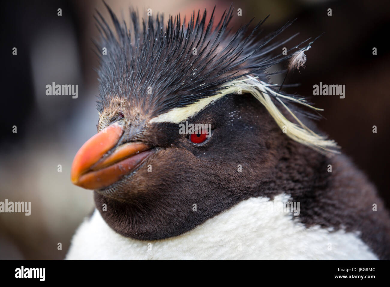 Crested Rockhopper penguins on Saunders Island, Falkland Islands Stock Photo