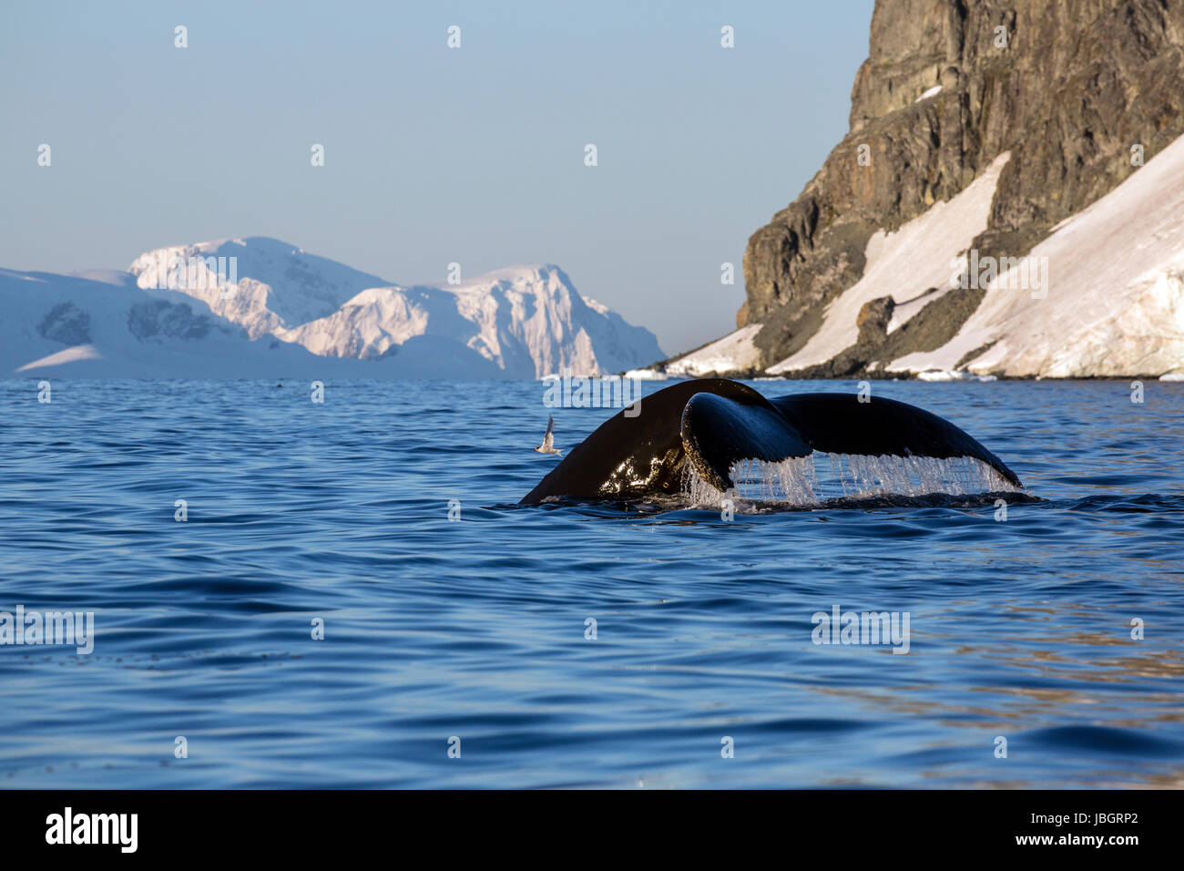 Humpback whale along Cuverville Island, Antarctica Stock Photo
