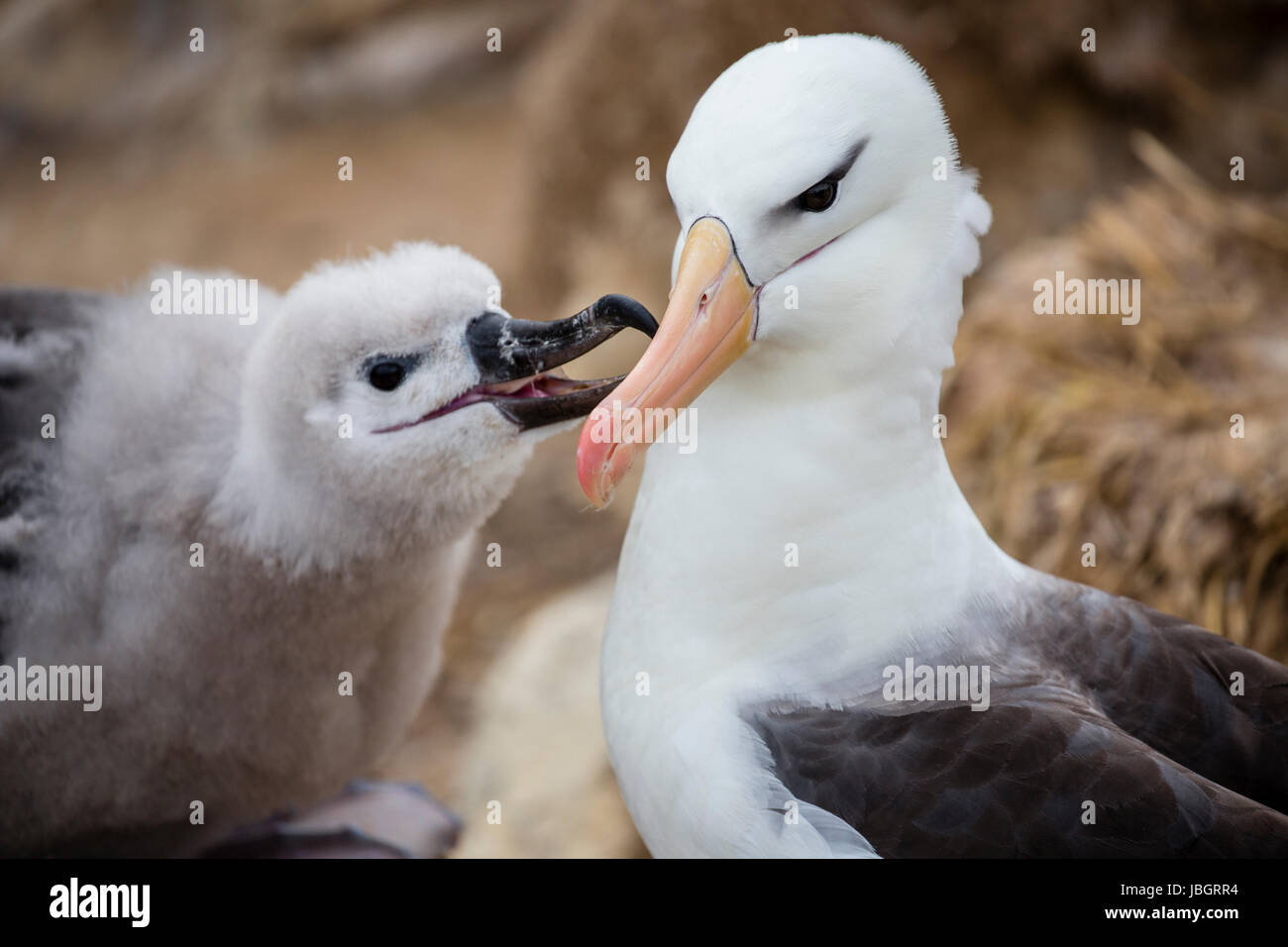 Black browed albatross and chick on New Island, Falkland Islands Stock Photo