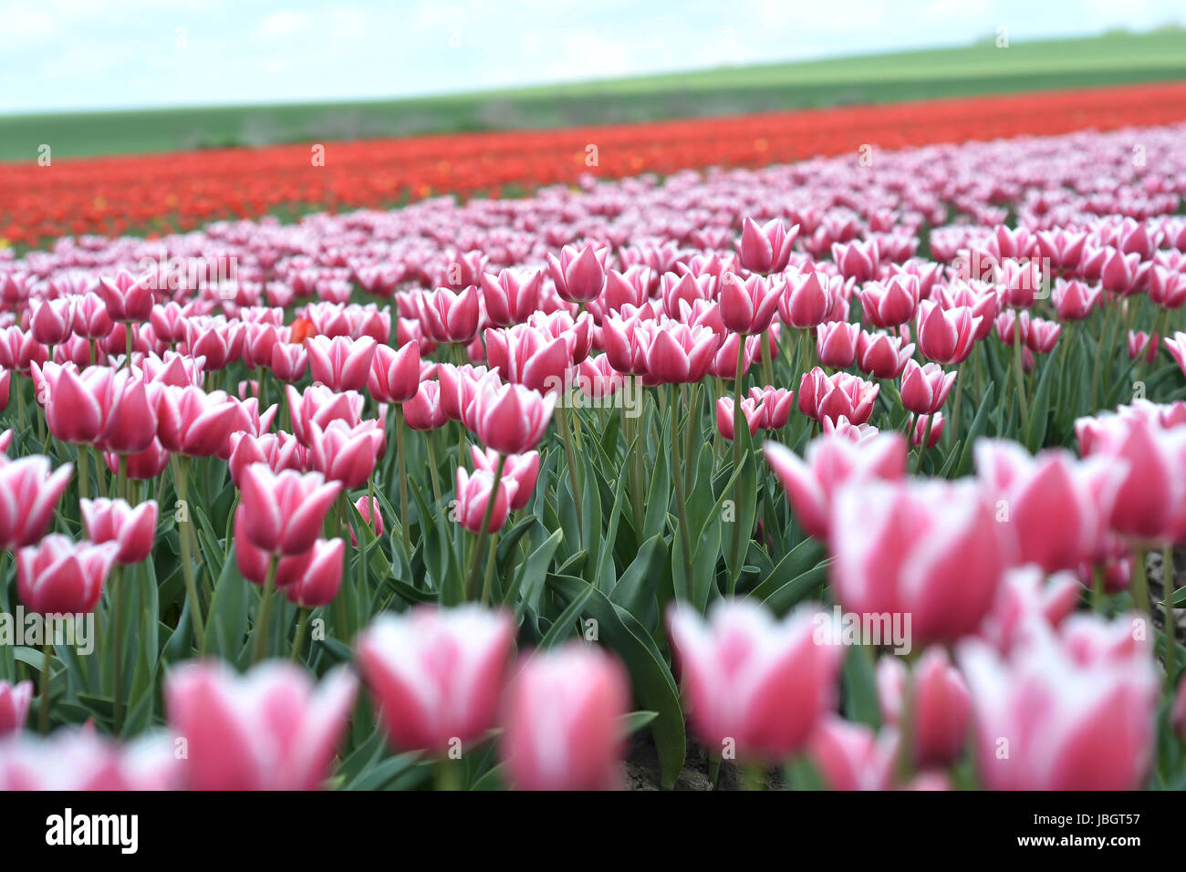tulips in a field in spring Stock Photo - Alamy