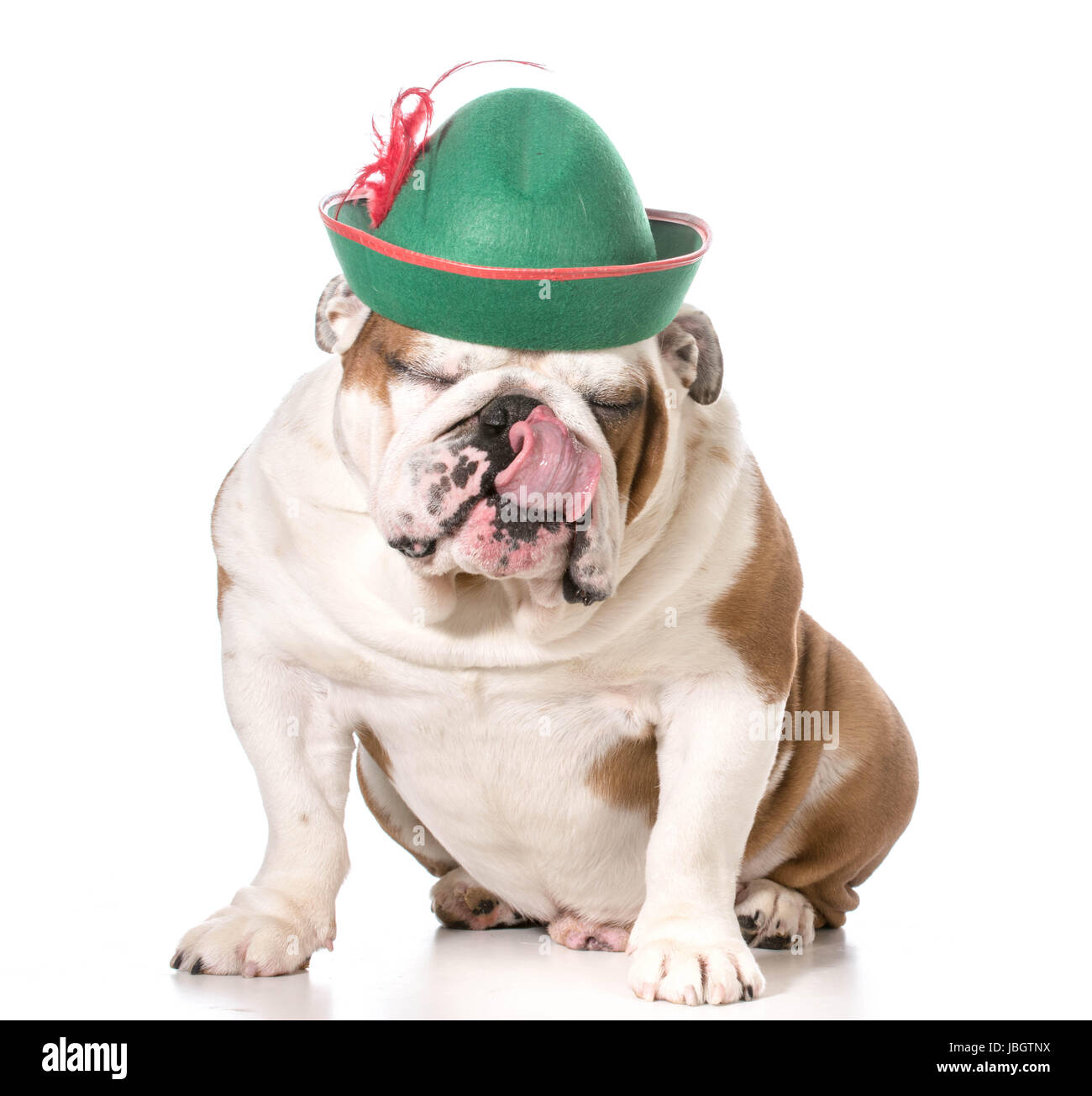funny dog wearing green hat Stock Photo - Alamy