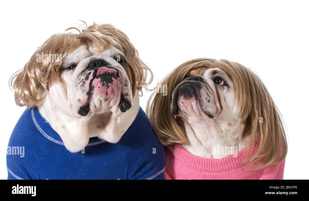 dog couple - english bulldog male and female wearing wigs Stock Photo