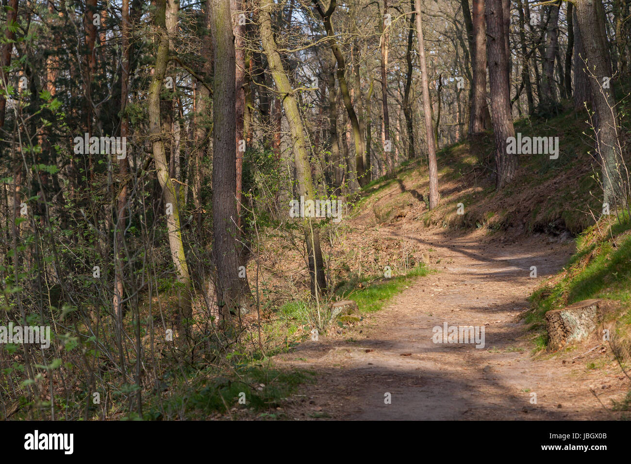 Wald bei blankenburg im harz hi-res stock photography and images - Alamy