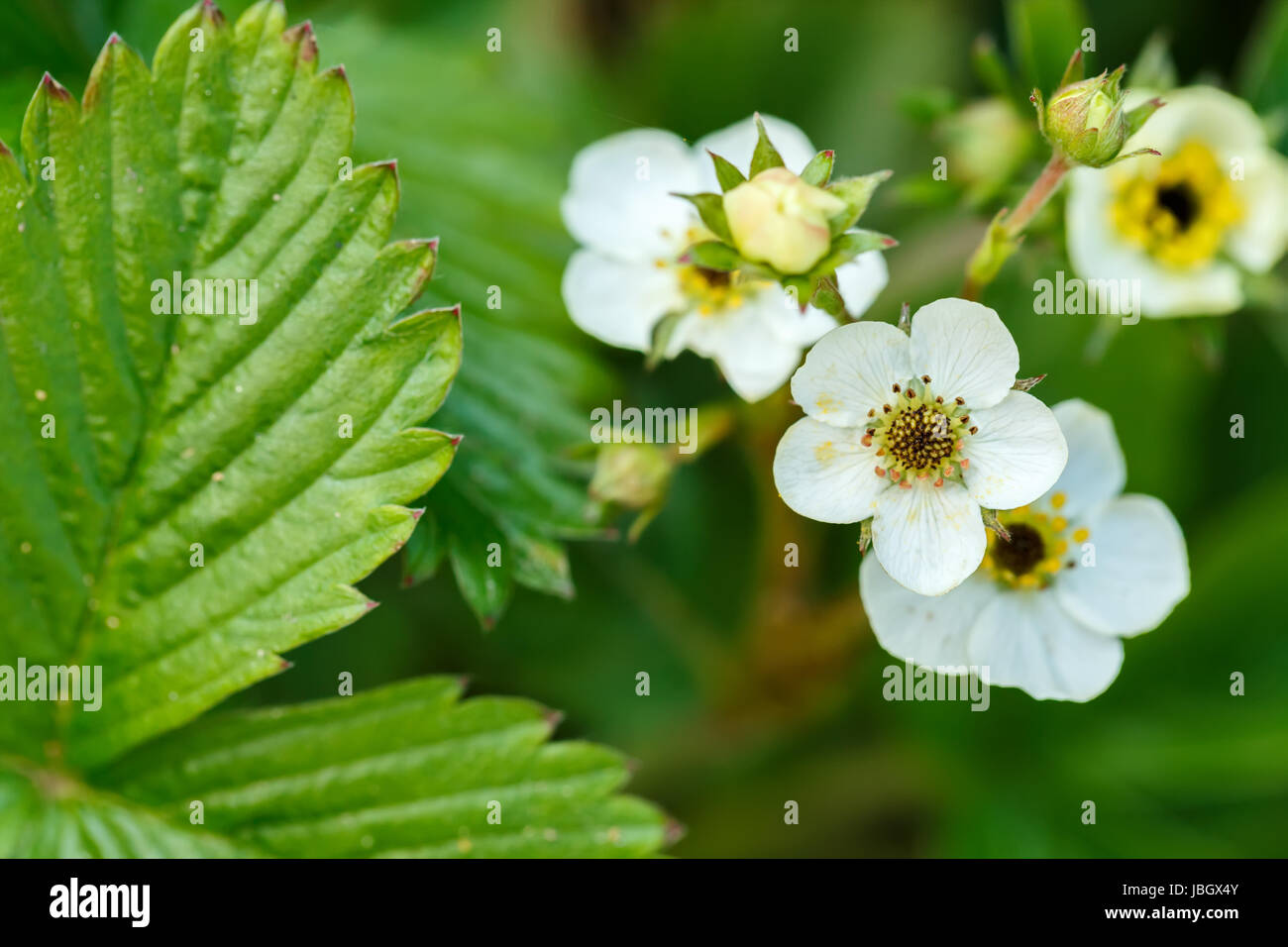 Woodland strawberry (Fragaria vesca) with shallow focus. Blooming plant. Stock Photo