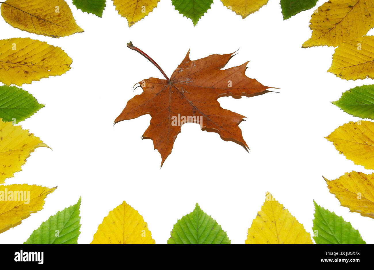Frame with colored autumn maple leaves - white background Stock Photo ...