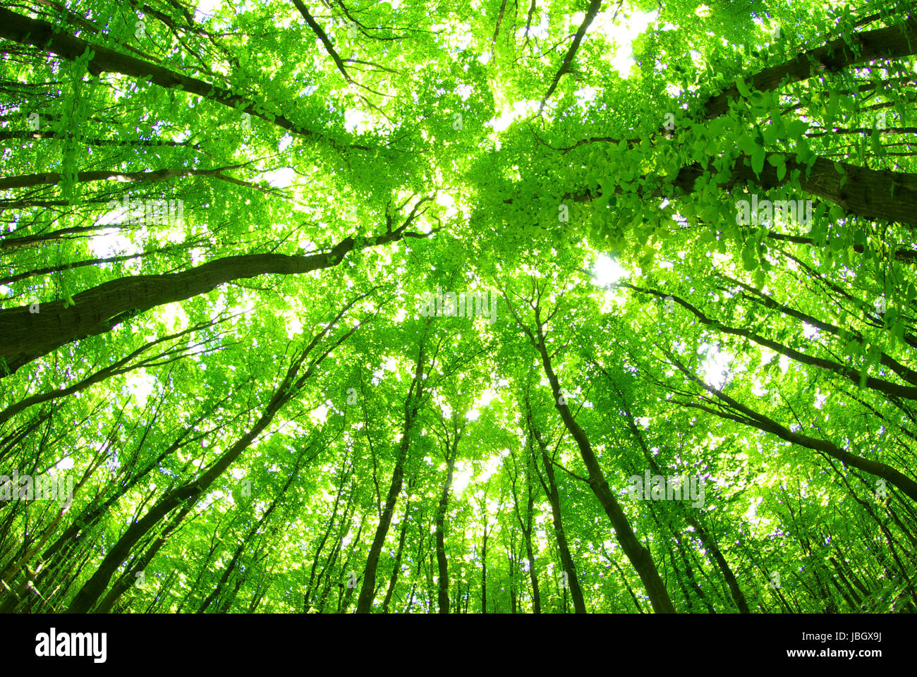 Early morning sun in the green forest Stock Photo - Alamy