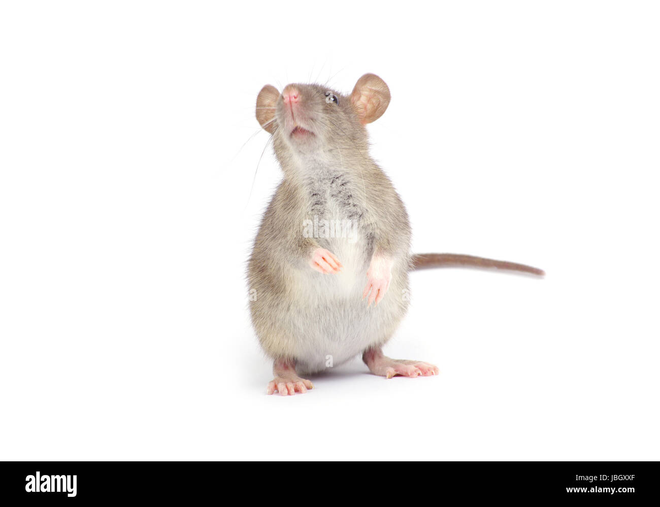 rat isolated on white background Stock Photo - Alamy