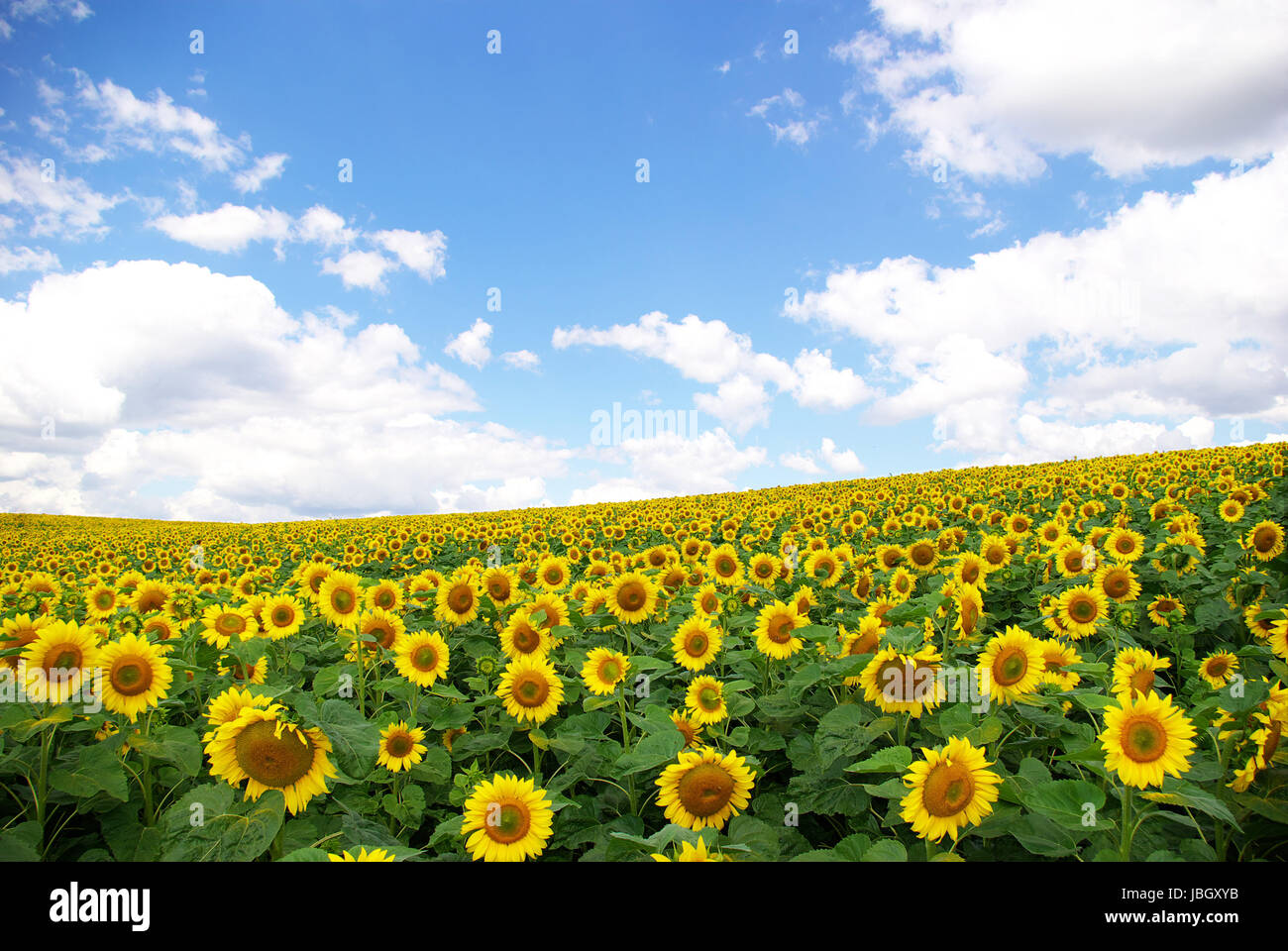 sunflower field over cloudy blue sky Stock Photo - Alamy
