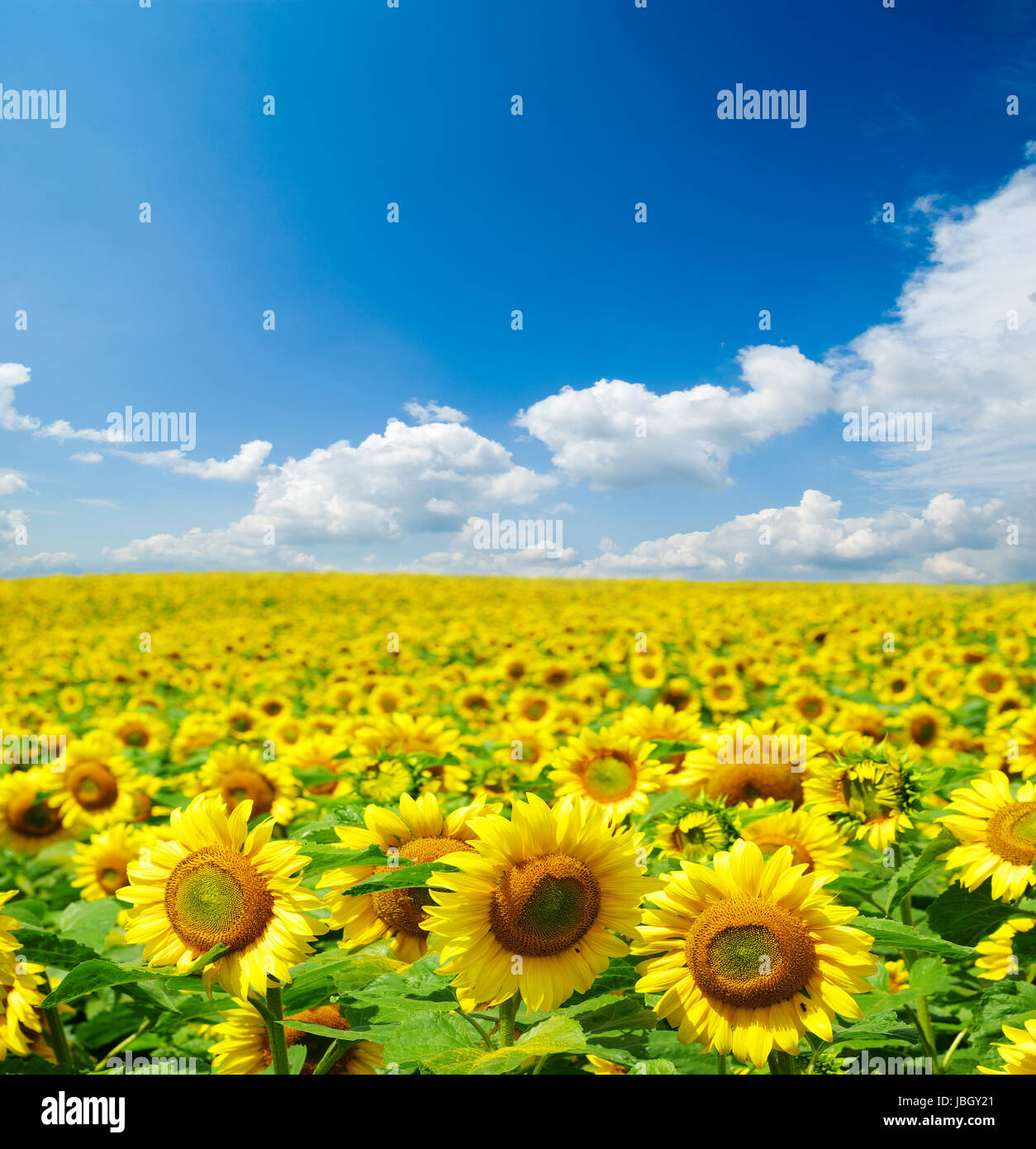 sunflower field over cloudy blue sky Stock Photo - Alamy