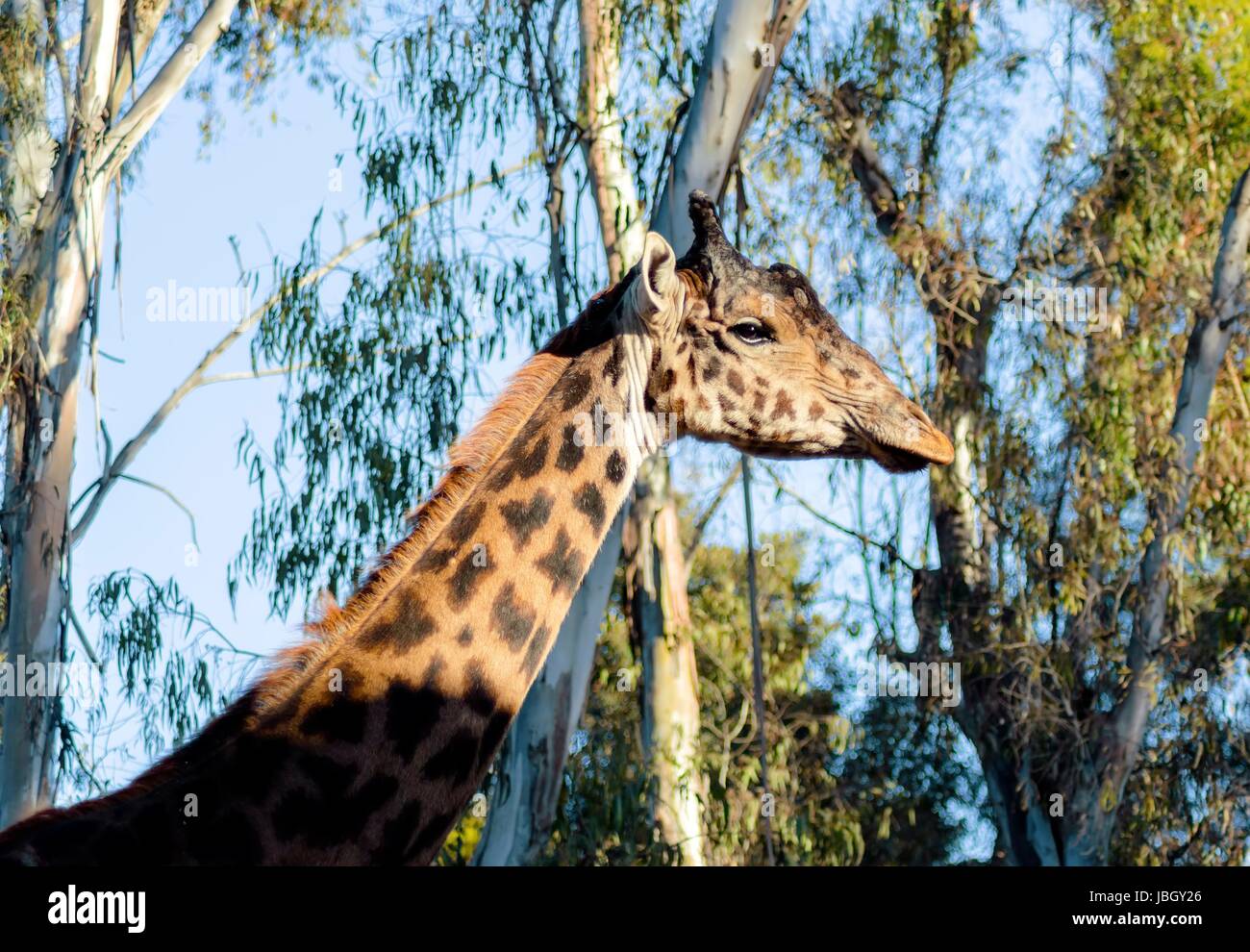 A close up view of an adult giraffe. The Giraffa camelopardalis is the tallest living terrestrial animal and the largest ruminant, with extremely long neck and legs, horn-like ossicones and distinctive coat patterns Stock Photo