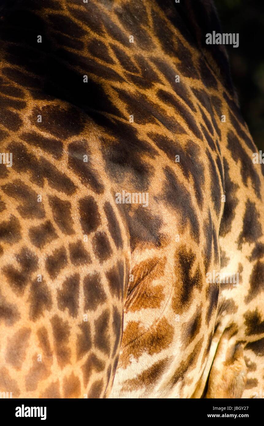 A close up view of a Rothschild giraffe body skin. The Giraffa camelopardalis's skin is golden beige in colour with large brown orange spots Stock Photo