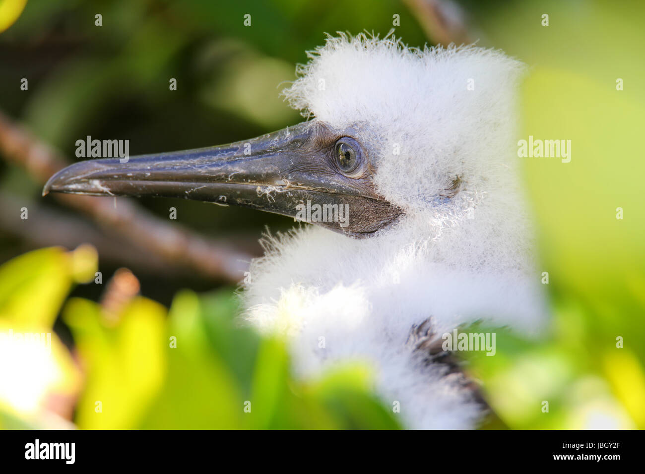 Portrait of Red-footed booby chick, on Genovesa island, Galapagos National Park, Ecuador Stock Photo