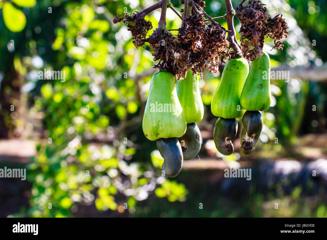 Cashew nuts growing on a tree This extraordinary nut grows outside the fruit Stock Photo Alamy