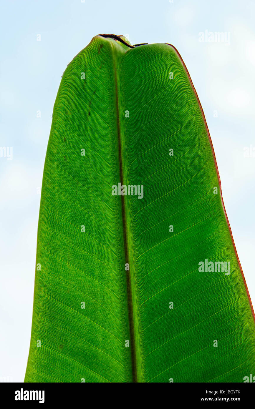 Green banana leaf with blue sky background Stock Photo - Alamy