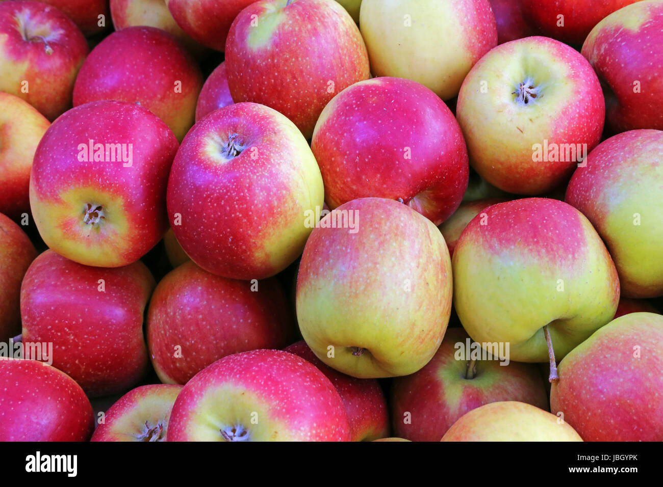 the apple variety jonagold Stock Photo Alamy