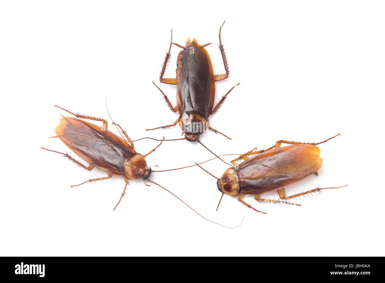 Cockroach isolated white background Stock Photo Alamy